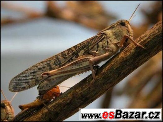 Sarančata stěhovavá 2,50 kč/ks – fotografie 1