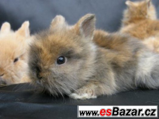Zakrslý teddy - mláďátka možnost dopravy po ČR – fotografie 2