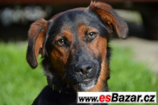 Nádherný Bendži hľadá domov – fotografie 3