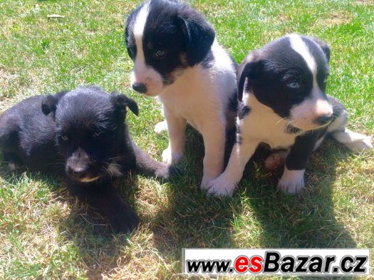 Štěňátka kříženec Border-Kolie – fotografie 2