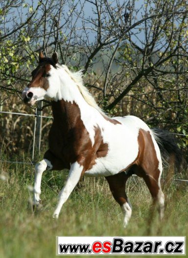 Levné připuštění hřebcem PAINT HORSE přirozeně i inseminačně – fotografie 5