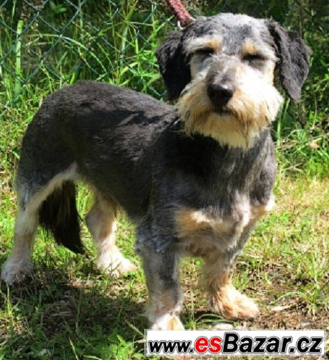 ♥ Jonáš 11548 ♥ - Knírač x Jezevčík - pes – fotografie 1