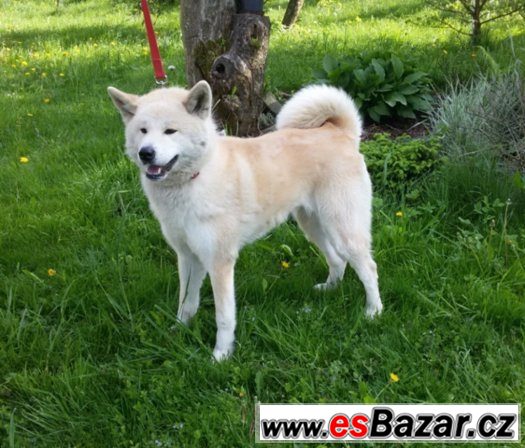Akita Inu - fena – fotografie 1