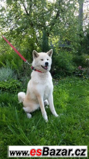 Akita Inu - fena – fotografie 2