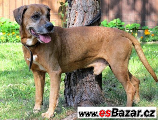 ♥ Hrom 13511 ♥ - Německý boxer x - pes – fotografie 2