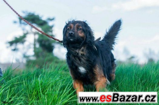 Jimy - kříženec - pes – fotografie 1