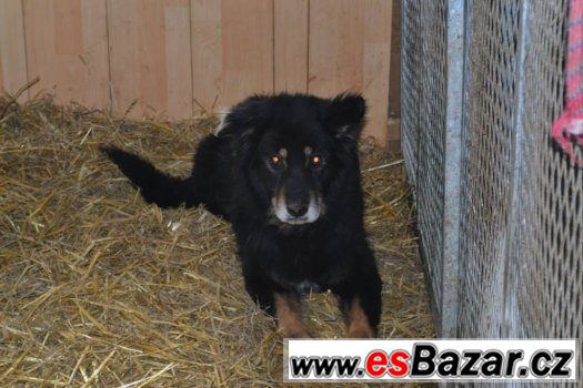 ♥ Cikán ♥ - kříženec - pes – fotografie 1