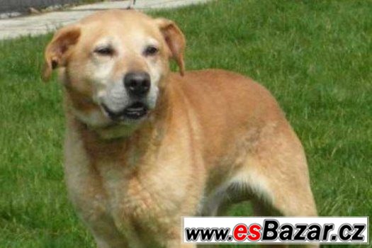 ♥ Orwett ♥ - Labradorský retrivr x - pes – fotografie 1