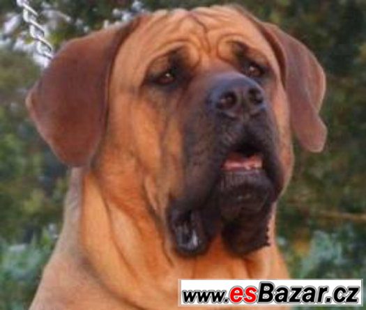 Lord - Tosa Inu - pes – fotografie 1