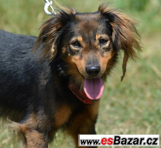 ♥ Jerry ♥ - kříženec - pes – fotografie 1