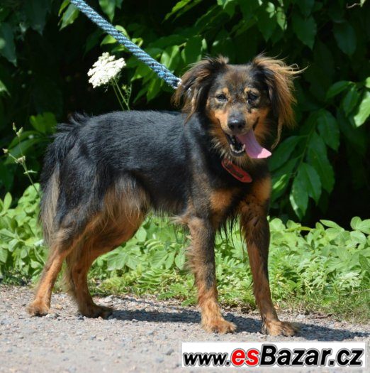 ♥ Jerry ♥ - kříženec - pes – fotografie 2