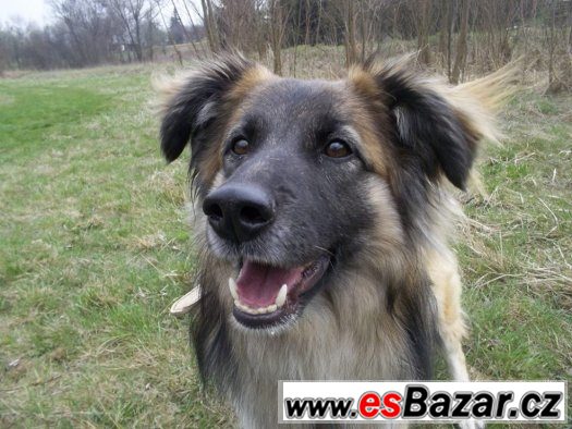 ♥ Bulík ♥ - Border kolie x Belgický ovčák - pes – fotografie 1