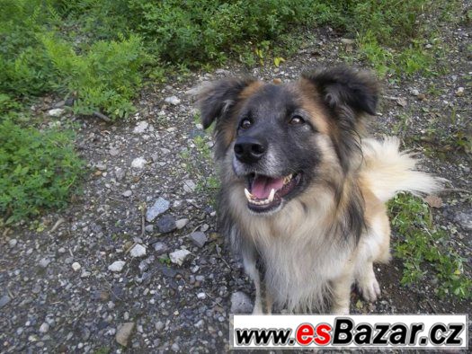 ♥ Bulík ♥ - Border kolie x Belgický ovčák - pes – fotografie 2