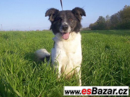 ♥ Kron ♥ - Špic x Border kolie - pes – fotografie 1