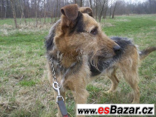 ♥ Timur ♥ - Německý ovčák x Kolie - pes – fotografie 2