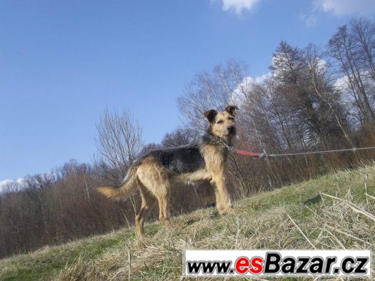 ♥ Timur ♥ - Německý ovčák x Kolie - pes – fotografie 3