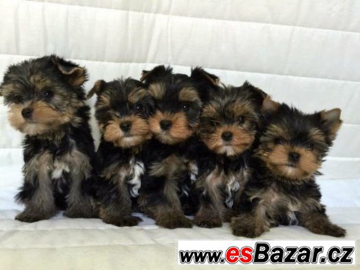 yorkshire terrier s PP – fotografie 1