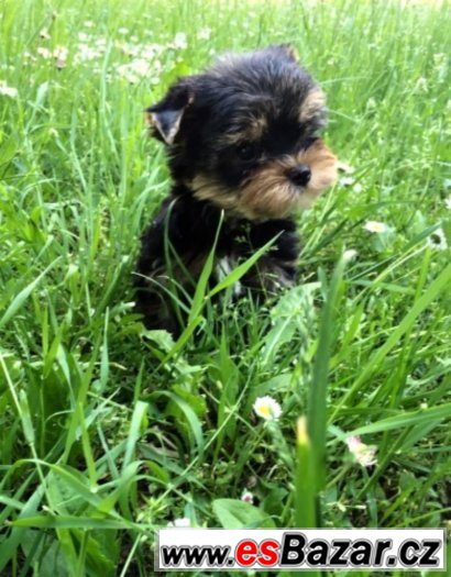 yorkshire terrier s PP – fotografie 2