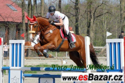Prodám letos 4 letou nadějnou vysokou klisnu – fotografie 3