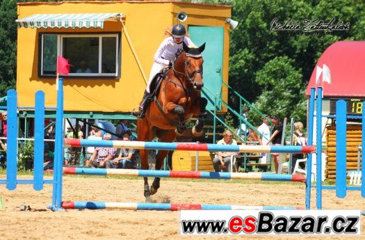 Prodám 7letého nádherného vysokého valacha VIDEO – fotografie 1
