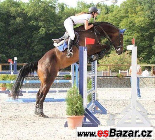 Nabízím k prodeji více sportovních koní od 4-7let – fotografie 1