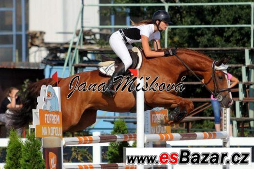 Nabízím k prodeji více sportovních koní od 4-7let – fotografie 5