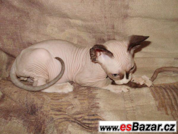 Kanadský Sphynx kocourek modroočko – fotografie 1