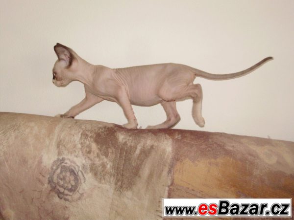 Kanadský Sphynx kocourek modroočko – fotografie 2