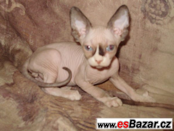 Kanadský Sphynx kocourek modroočko – fotografie 3