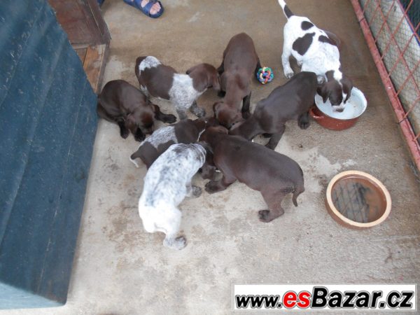 Jsme kříženci Labradora z Ohařem:-) – fotografie 2