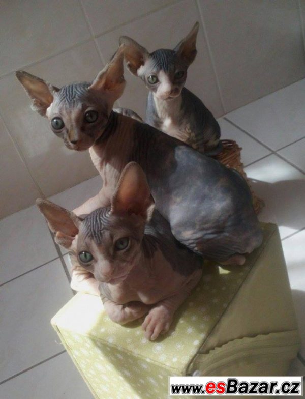 Kočičky sphynx – fotografie 1