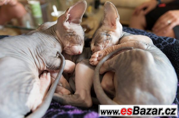 Kočičky sphynx – fotografie 2