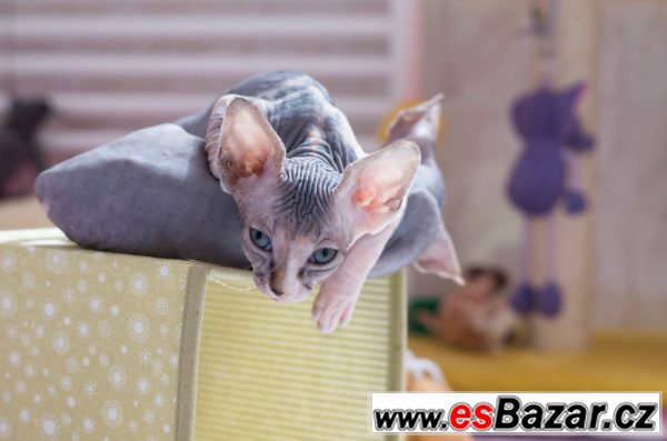 Kočičky sphynx – fotografie 3
