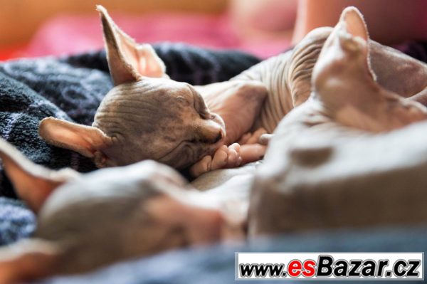Kočičky sphynx – fotografie 4