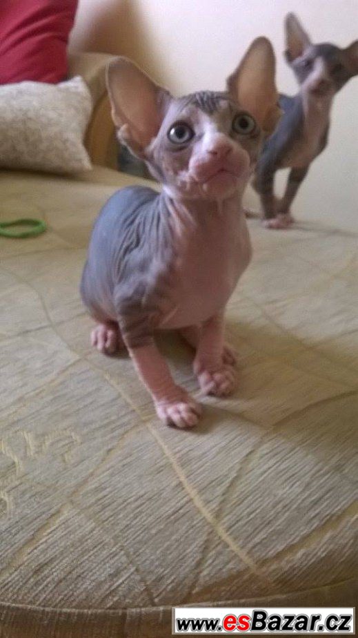 Kočičky sphynx – fotografie 6