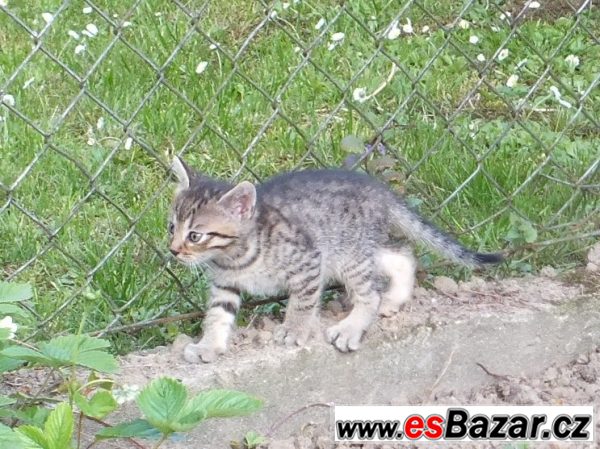 Kočka bengálská – fotografie 1