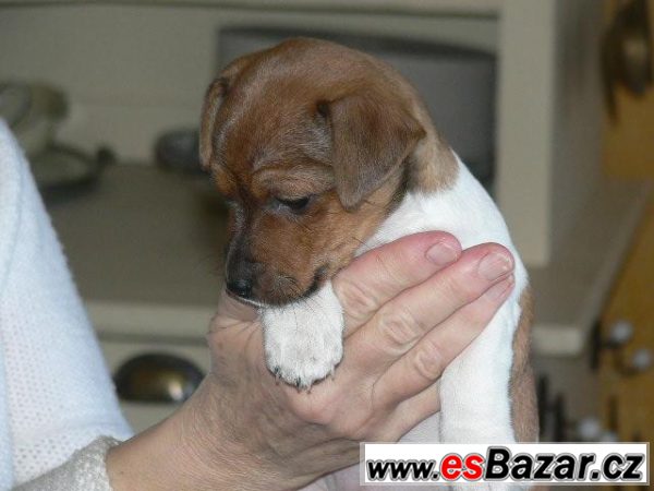 Jack Russel teriéra – fotografie 2