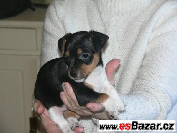 Jack Russel teriéra – fotografie 4