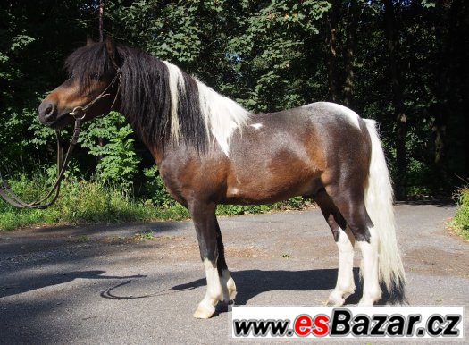 Hodný Shetlandský pony valášek – fotografie 1
