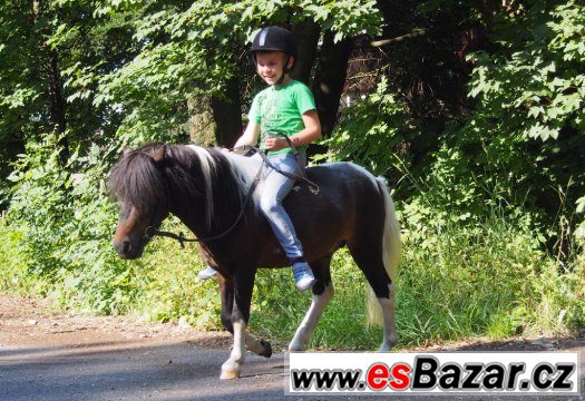 Hodný Shetlandský pony valášek – fotografie 2