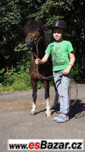 Hodný Shetlandský pony valášek – fotografie 3