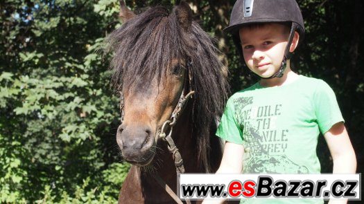 Hodný Shetlandský pony valášek – fotografie 4