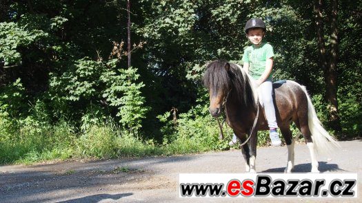 Hodný Shetlandský pony valášek – fotografie 5