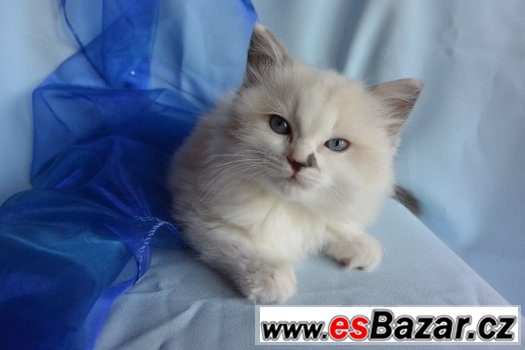 Ragdoll – fotografie 2