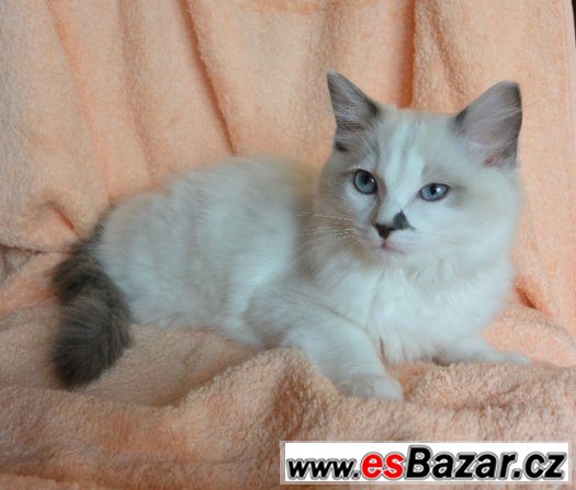 Koťátka Ragdoll s PP – fotografie 1