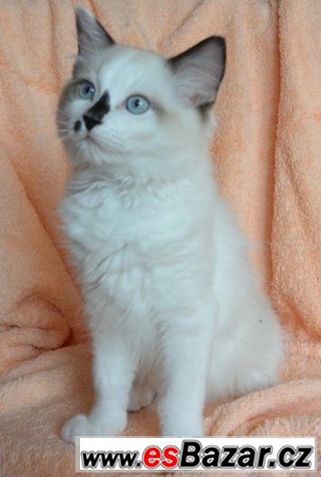 Koťátka Ragdoll s PP – fotografie 4