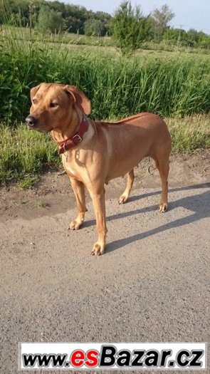 štěňata Rhodéského Ridgebacka – fotografie 1