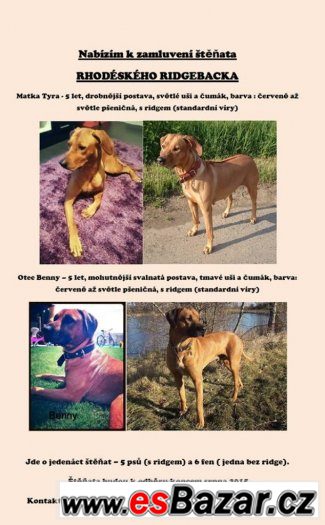 štěňata Rhodéského Ridgebacka – fotografie 2