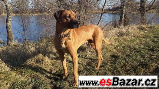 štěňata Rhodéského Ridgebacka – fotografie 4