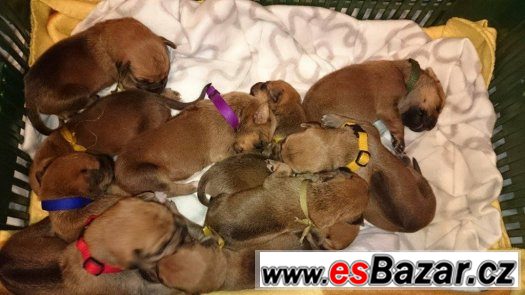 štěňata Rhodéského Ridgebacka – fotografie 5